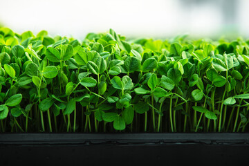 Edible Clover Microgreen Plants Growing Inside a Greenhouse 