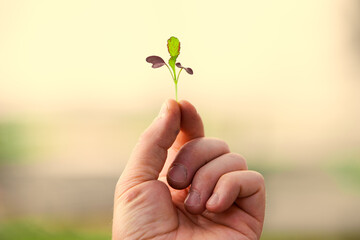 Small Edible Microgreen Plant in Farmer's Hand