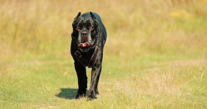 Black Cane Corso Dog Wears In Special Clothes Go Towards Camera Outdoor In Park. Big Dog Breeds.