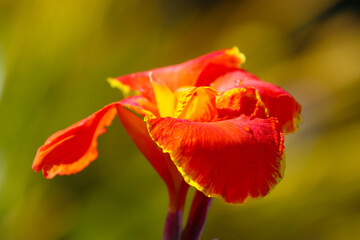 portrait of a red poppy flower