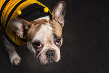 Portrait of cute puppy of french bulldog dog wearing bee costume on black background