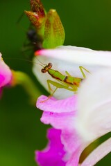 portrait of a grasshopper on a flower