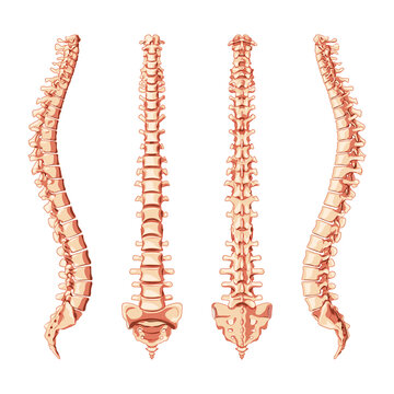 Human vertebral column in front, back, side. Vector flat realistic vertebrae groups cervical, thoracic, lumbar, sacrum and coccyx concept illustration in natural colors, spine isolated on white