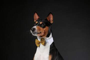 Serious and funny dog of african basenji breed wearing bow tie isolated against black background....