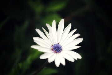 Obraz premium portrait of a daisy white flower