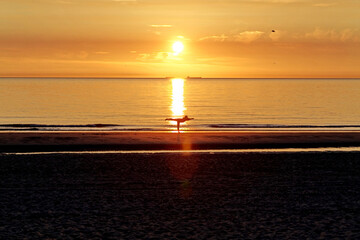 Calm woman doing yoga at the North Sea. Yoga practice, Texel, Netherlands
