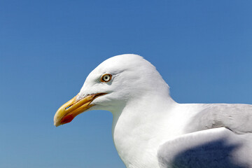 Seagull bird portrait. Close up view of white wild bird seagull, Texel, Netherlands