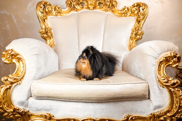 Pomeranian spitz dog of black sable color lying down on classic gold armchair in retro style