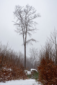 Droga na górę Grzybowiec w Jagniątkowie w zimowy mglisty dzień. 