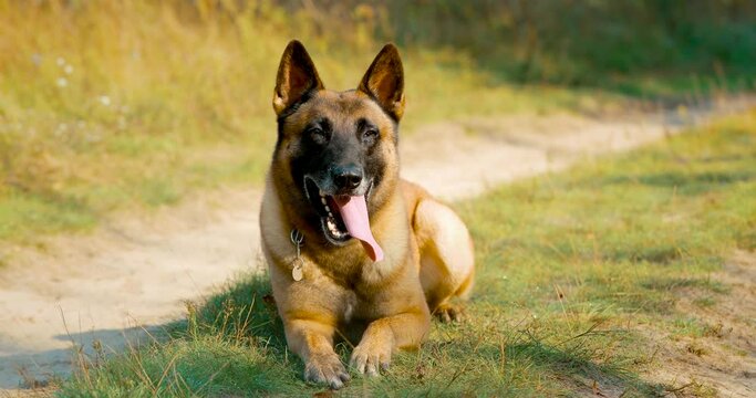 Hand-held Shooting, Hand-held Shot. Malinois Dog Lying Outdoor On Countryside Road. Belgian Sheepdog Are Active, Intelligent, Friendly, Protective, Alert And Hard-working. Belgium, Chien De Berger