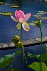 pink lotus flower