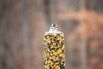 A Downy Woodpecker Feeding on Suet 