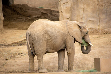 Fototapeta premium Snack time with elephant