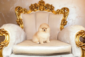 Small puppy of pomeranian spitz dog sitting on golden armchair in royal palace