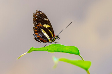 butterfly on a flower