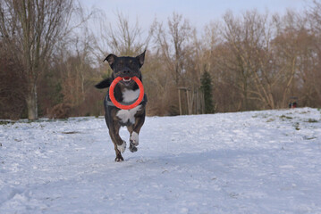 A dog running on a snow-covered path with a toy in its mouth. Playing dog. Daylight photography.