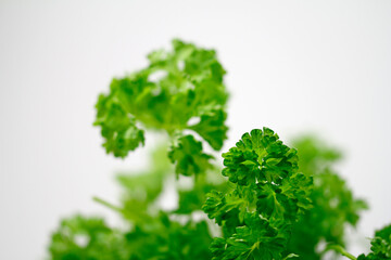 Fototapeta premium parsley on a white background