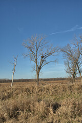 Bald Eagle Nest high in a dead Cotlon Wood Tree