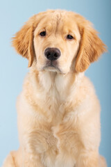 Portrait of 4 month old golden retriever male puppy dog with seamless blue background