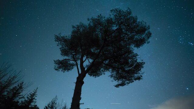Starry Night Sky Time Lapse And Tree Silhouette