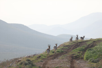 Beautiful axis deer in the nature habitat in Thailand.Beautiful axis deer close up. High quality...