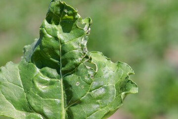 A tortricidae caterpillar in a damaged sugar beet leaf.