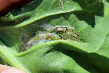 A tortricidae caterpillar in a damaged sugar beet leaf.