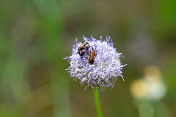 Longhorn beetle - Coleoptera - Cerambycidae. Beetles on a flower.