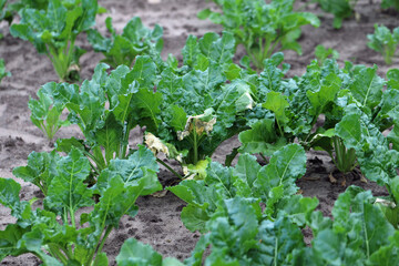 Sugar beet plants with symptoms of bacterial infection - drying leaves.