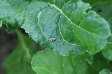 Larvae of seven-spot ladybug -  Coccinella septempunctata eating aphids on leaves of sugar beet.