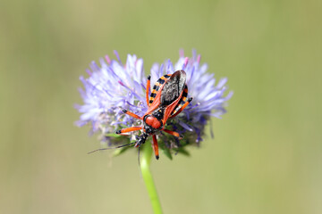 Fototapeta na wymiar An adult red black assassin and thread-legged bug (Rhynocoris iracundus, Reduviidae) seated on a flower.
