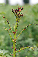 potato cultivation destroyed by larvae and beetles of Colorado potato beetle (Leptinotarsa decemlineata), also known as the Colorado beetle, the ten-striped spearman, the ten-lined potato beetle.