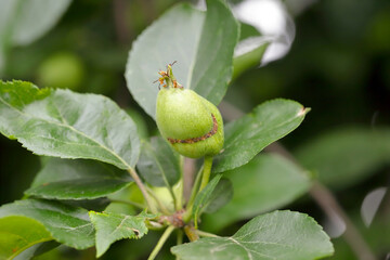 Apple damaged by larvae of european apple sawfly - Hoplocampa testudinea. It is one of the most...