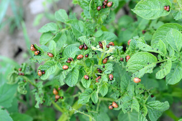 potato cultivation destroyed by larvae and beetles of Colorado potato beetle (Leptinotarsa decemlineata), also known as the Colorado beetle, the ten-striped spearman, the ten-lined potato beetle.