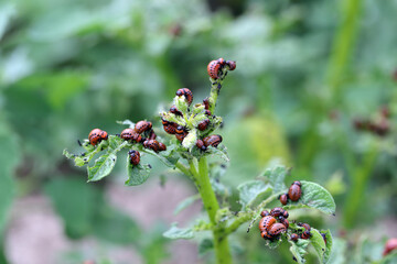 potato cultivation destroyed by larvae and beetles of Colorado potato beetle (Leptinotarsa decemlineata), also known as the Colorado beetle, the ten-striped spearman, the ten-lined potato beetle. © Tomasz