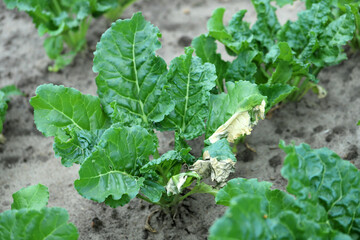 Sugar beet plants with symptoms of bacterial infection - drying leaves.