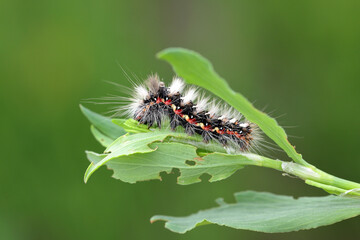 Caterpillar of Acronicta rumicis the knot grass from Noctuidae family on damaged leaves.