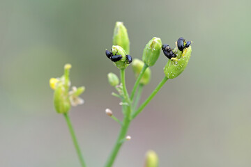 Winter rapeseed flowers damaged by Brassicogethes (formerly  Meligethes) aeneus. It is an abundant...