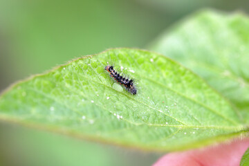 Caterpillar of Acronicta rumicis the knot grass from Noctuidae family on damaged leaves of soybean plants.