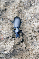 A beetle Broscus cephalotes of the family Carabidae - Ground beetles on soils in an agricultural environment. It is a predator that preys on plant pests.
