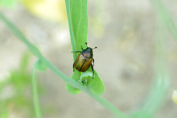 Closeup on Dune chafer beetle -  Anomala dubia on the plant stalk.