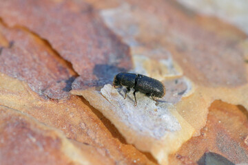 Bark Beetle Tomicus piniperda. Beetle under pine bark.