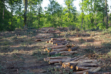 Tree logs in forest after clearing of plantation in forest. Raw timber from felling site. Cut trees logs. Stacks of cut wood. Environmetal and illegal deforestation. Logging industry