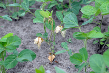 A shriveling soybean plant with an infected root in a field.