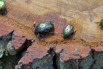 Cetonia aurata called the rose chafer and Protaetia lugubris. Insects drinking sap leaking from an oak stump after a felled tree in the forest.