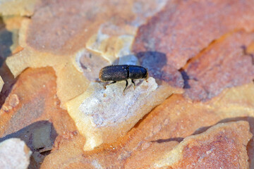Bark Beetle Tomicus piniperda. Beetle under pine bark.