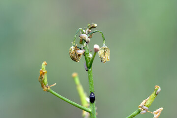 Larvae and beetle of Winter rapeseed flowers damaged by Brassicogethes (formerly  Meligethes)...