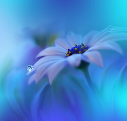 Beautiful Macro Photo.Colorful Flowers.Border Art Design.Magic Light.Close up...