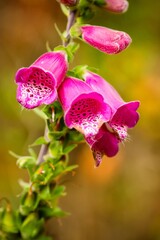 pink orchid flower