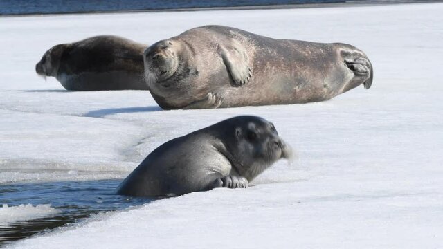 A seal climbs onto an ice floe getting out of the water. The bearded seal, also called the square flipper seal. Scientific name: Erignathus barbatus. Natural habitat.  White sea, Russia